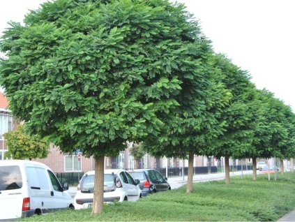 Agát biely Umbraculifera na 170-190cm kmienku, v. 200-230cm, obv. km. 6-8cm, kont. 7,5-10l
