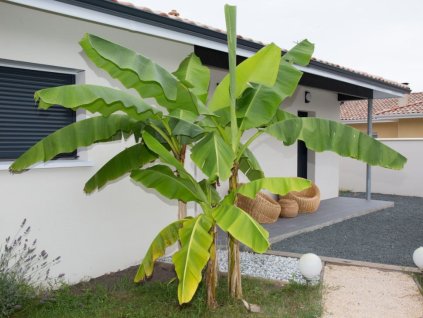 bananovnik ducplant(9)