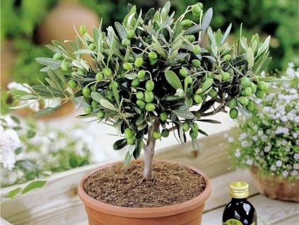 olivovnik ducplant
