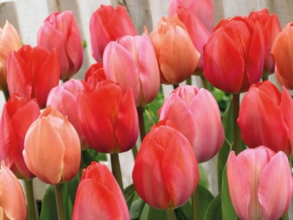 Cibuľoviny Tulipán Pink and Red 40 ks