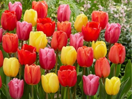 Cibuľoviny Tulipán Darwin Hybrid MIX 7 ks (1)