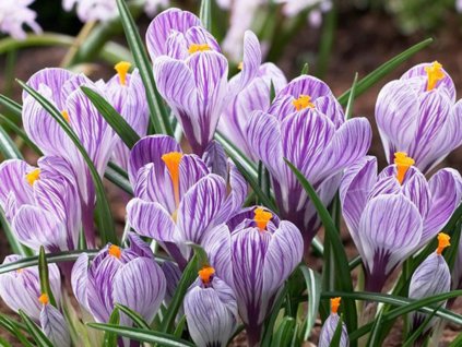 Cibuľoviny Krokus Pickwick 10 ks