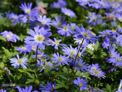 Cibuľoviny Veternica Blanda Blue Shades 15 ks