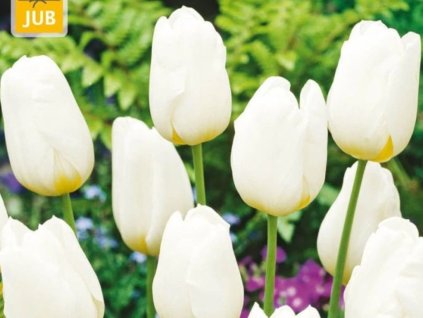 Tulipán Triumph White 5 ks(1)