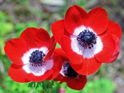 Cibuľoviny Veternica Coronaria Hollandia 15 ks