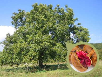 Orech Ovocny Strom (vůči mrazu, chorobám škůdcům, dobou zrání, odolná vůči, odolná vůči mrazu) Orech Ovocny Strom