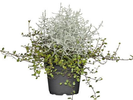 Strieborný drôtik Muehlenbeckia mix(1)