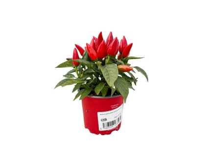 Jesenné kvety Okrasná paprika Salsa červená(1)