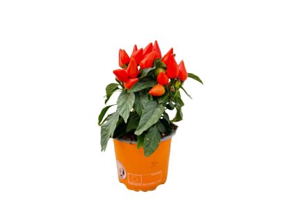 Jesenné kvety Okrasná paprika Salsa oranžová(1)