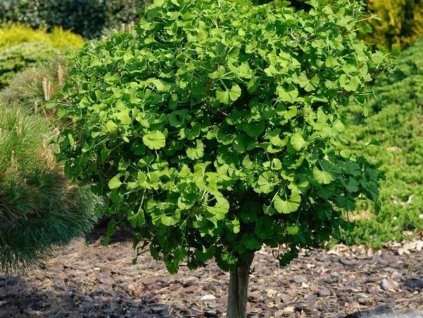 Dreviny na kmienku Ginko dvojlaločné Mariken na 100 120 cm kmienku(1)