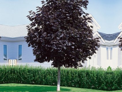 Okrasne dreviny ducplant(705)