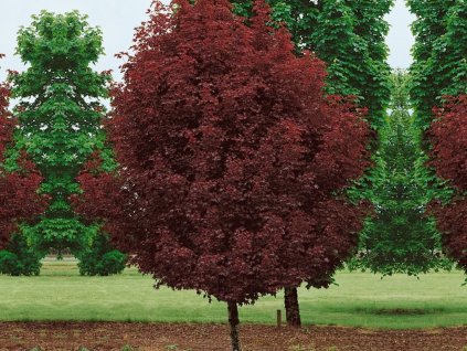 Dreviny na kmienku Javor mliečny Crimson Sentry na 160 180 cm kmienku(1)