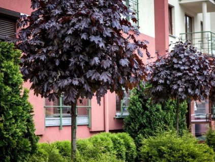 Dreviny na kmienku Javor mliečny Purple Globe na cca 200 cm kmienku(1)