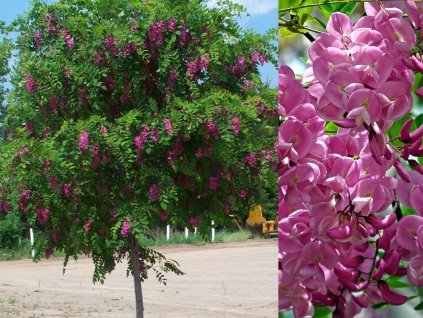 Dreviny na kmienku Agát srstnatý Rosea na 110-130 cm kmienku