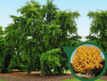 Okrasné stromy Ginko dvojlaločné 200 230 cm(1)