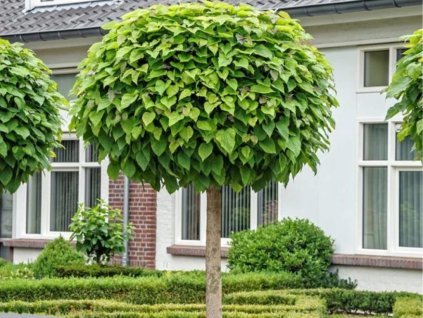 Katalpa bignóniovitá Nana na 180-200cm kmienku, výška 220-260cm, obv. km. 6-8cm, kont. C10