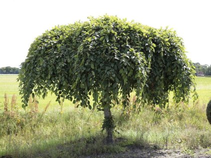 Okrasné stromy Hrab obyčajný Pendula 140 180 cm(1)