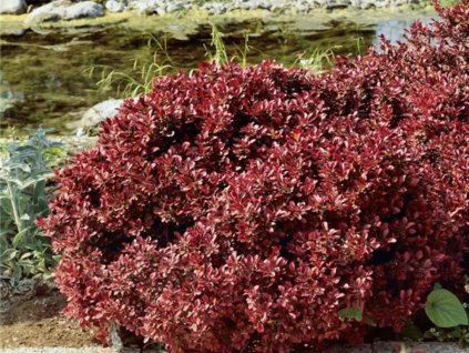 okrasne dreviny ducplant(841)