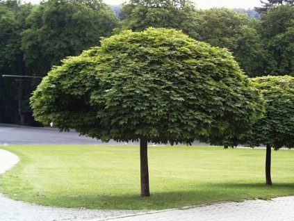 Javor mliečny Globosum na 180-210cm kmienku, výška 240-280cm, obv. km. 6-8cm, kont. 20l