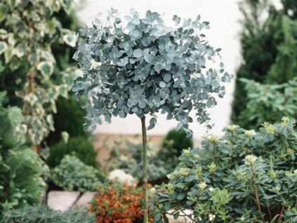 Dreviny na kmienku Eukalyptus gunnii na 70 90 cm kmienku(1)