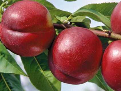 ovocne stromy ducplant(388)