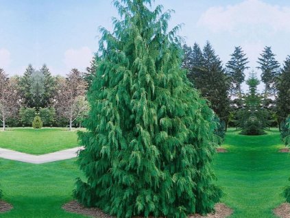 Okrasné stromy Cypruštek nutkanský Pendula 140 160 cm(1)