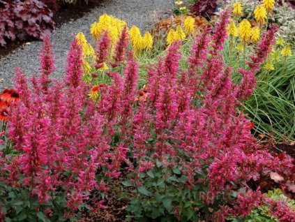 Trvalky Agastache Morello2