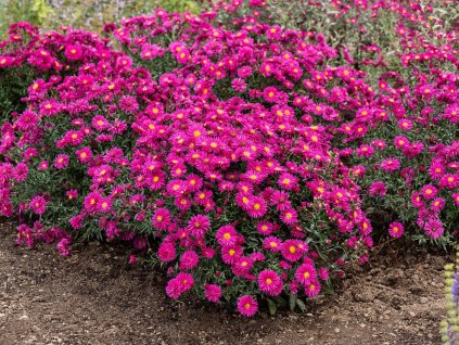 Trvalky Astra novobelgická Neron Aster