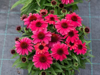 Trvalky Echinacea purpurová SunMagic Vintage Red