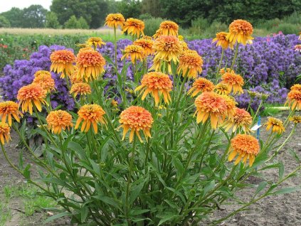 Trvalky Echinacea purpurová Marmalade