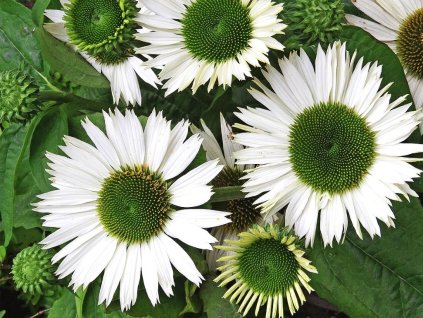 Trvalky Echinacea purpurová Virgin