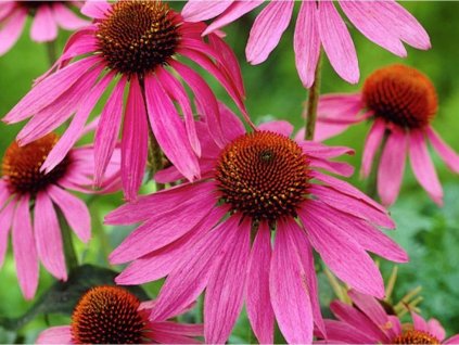 Echinacea purpurea Magnus(2)