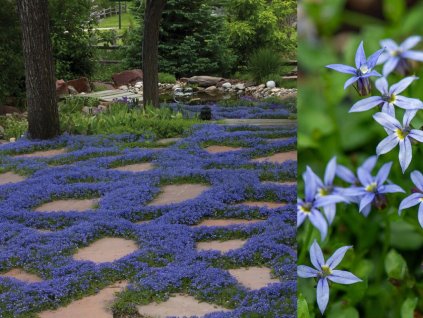 Trvalky Izotoma fluviatilis Dark Blue(1)