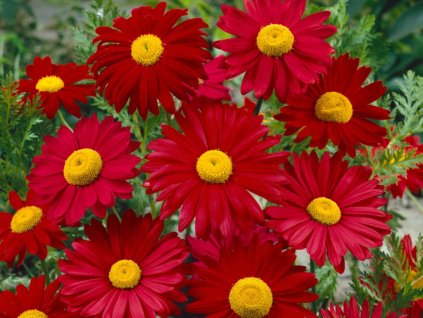 Trvalky Margaréta Robinson's Red