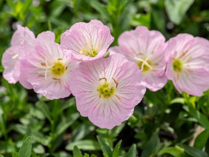 Trvalky Pupalka Siskiyou Pink(2)