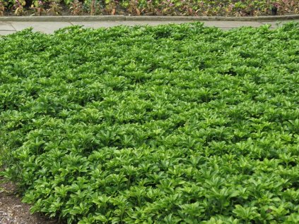Trvalky Pachysandra vrcholová Green Sheen