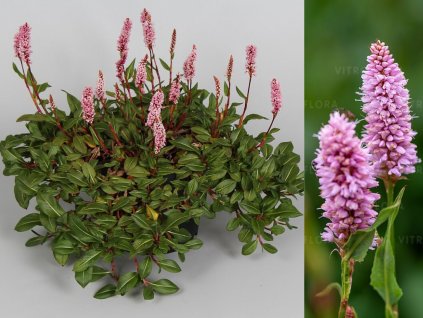 Trvalky Persicaria amplexicaulis Superba