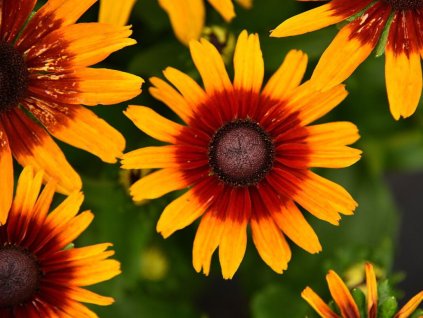 Trvalky Rudbekia SmileyZ Joyful