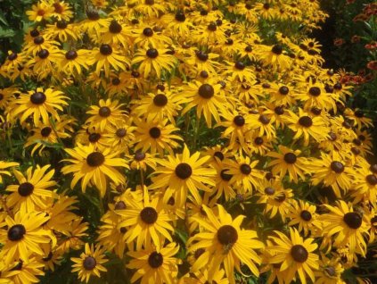 Trvalky Rudbekia Goldblitz(1)