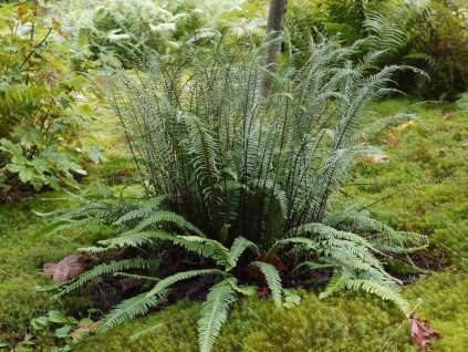 Rebrovka rôznolistá - Blechnum spicant, kont. 1 l