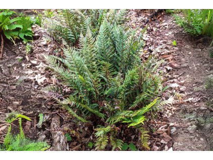 Paprade Papraďovec Tsus Simense Polystichum(1)