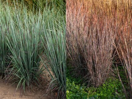 Okrasné trávy Schizachyrium Standing Ovation