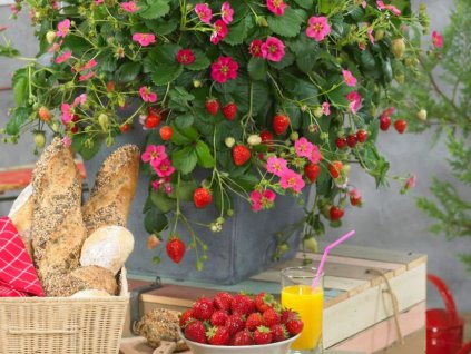 Jahoda previsnutá stálerodiaca Toscana(1)