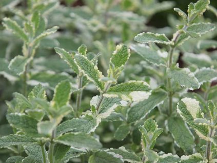 Bylinky Mäta Variegata Pineapple Mint(1)