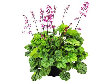 Trvalky Heuchera Mint Marquess(1)