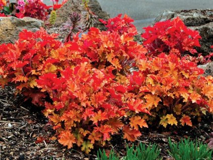 Trvalky Heuchera Heuchera Marmalade(1)
