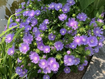 Stokésia leavisova Peachies Pick