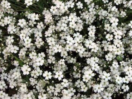 Trvalky Gypsomilka White