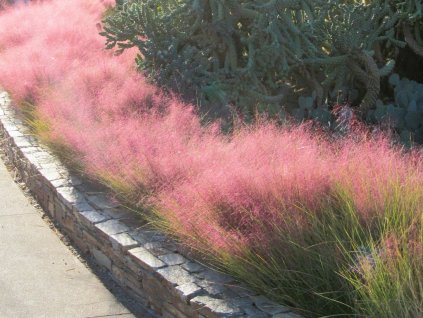Okrasné trávy Muhlenbergia capillaris Ruby