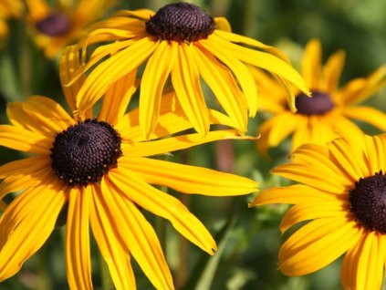 Trvalky Rudbekia Goldsturm(2)